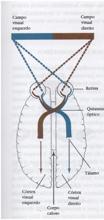 cerebro-humano-2