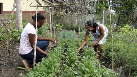 Agricultura Familiar Sustentável - Jornal Tornado